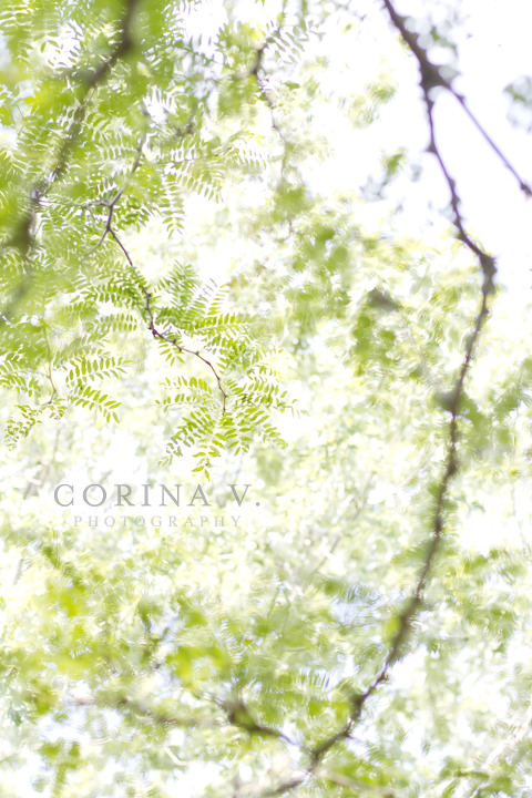 toronto wedding photographer