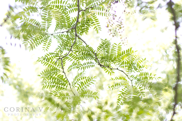 toronto wedding photographer