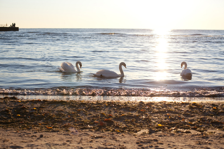 toronto wedding photographer Corina V. Photography