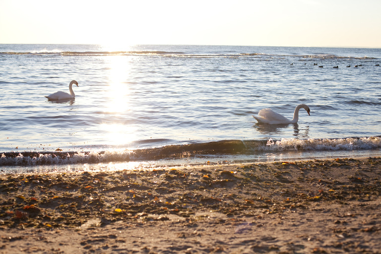 Toronto Wedding Photographer Corina V. Photography