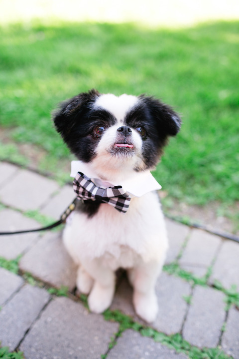 romantic toronto engagement photography | corina v. photography