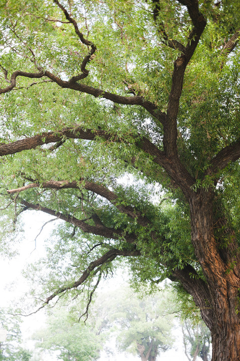 Toronto Engagement Photographer ~ Corina V. Photography