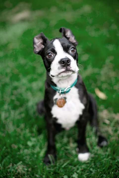 toronto portrait photographer puppy | corina v. photography