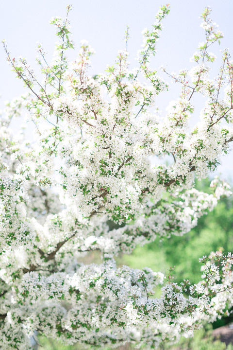 toronto wedding photographer | corina v photography